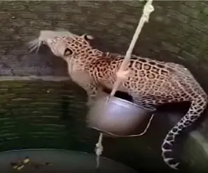 مستند کاوش؛ ده تا عاقل اومدن پلنگ از چاه در بیارن خودشونم به چخ دادن