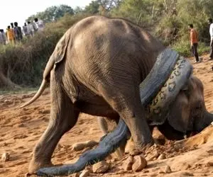 بدایع حیات وحش؛ مار پیتون که قطور تر از خرطوم فیل بود پیچید دور گردن تا خفه اش کنه