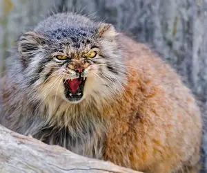 گربه پالاس چیست؛ ماجرای مرگ آن در خراسان شمالی