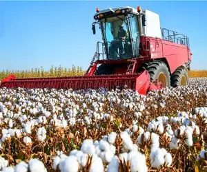 مستند کشاورزی؛ تو آمریکا با دستگاه های مدرن پنبه بدل میکنن به نخ برای درآمد میلیاردی