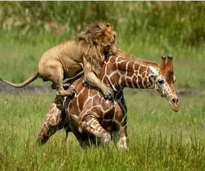 جذابیت حیات وحش / زرافه دراز ناز جان اش را تسلیم شیر شقی القلب کرد