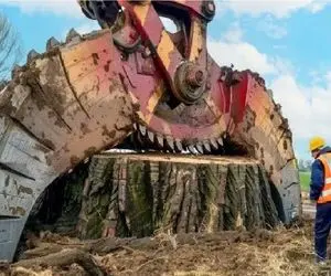 ابزارآلات غول پیکر؛ اپراتور بیل مکانیکی چنگک انداخت دور درخت ریشه اشو بخشکونه