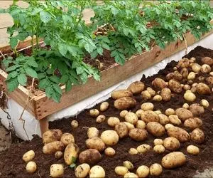 کشاورزی نوین؛ توی سبد سیب زمینی کاشته تقویتی بهش تخم مرغ زده خرواری محصول داده