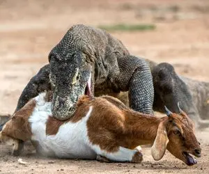 شاهکار حیات وحش / حمله اژدهای کومودو و بلعیدن طعمه‌ ضعیف در حالی که جان دارد