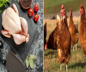 قیمت مرغ امروز یکشنبه ۱۰ خرداد ۱۴۰۵ + جدول