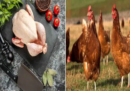 قیمت مرغ امروز یکشنبه ۱۰ خرداد ۱۴۰۵ + جدول