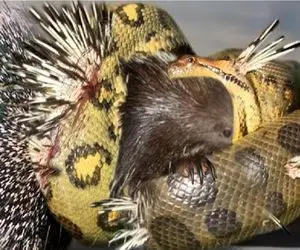 مستند حیات وحش / هوس بلع جوجه تیغی جان مار را به ایزد منان سپرد