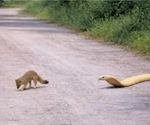 مستند حیات وحش؛ مار به مانگوس حمله کرد حسابش را رسید