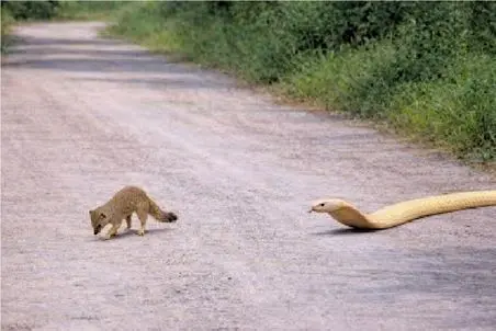 مستند حیات وحش؛ مار به مانگوس حمله کرد حسابش را رسید