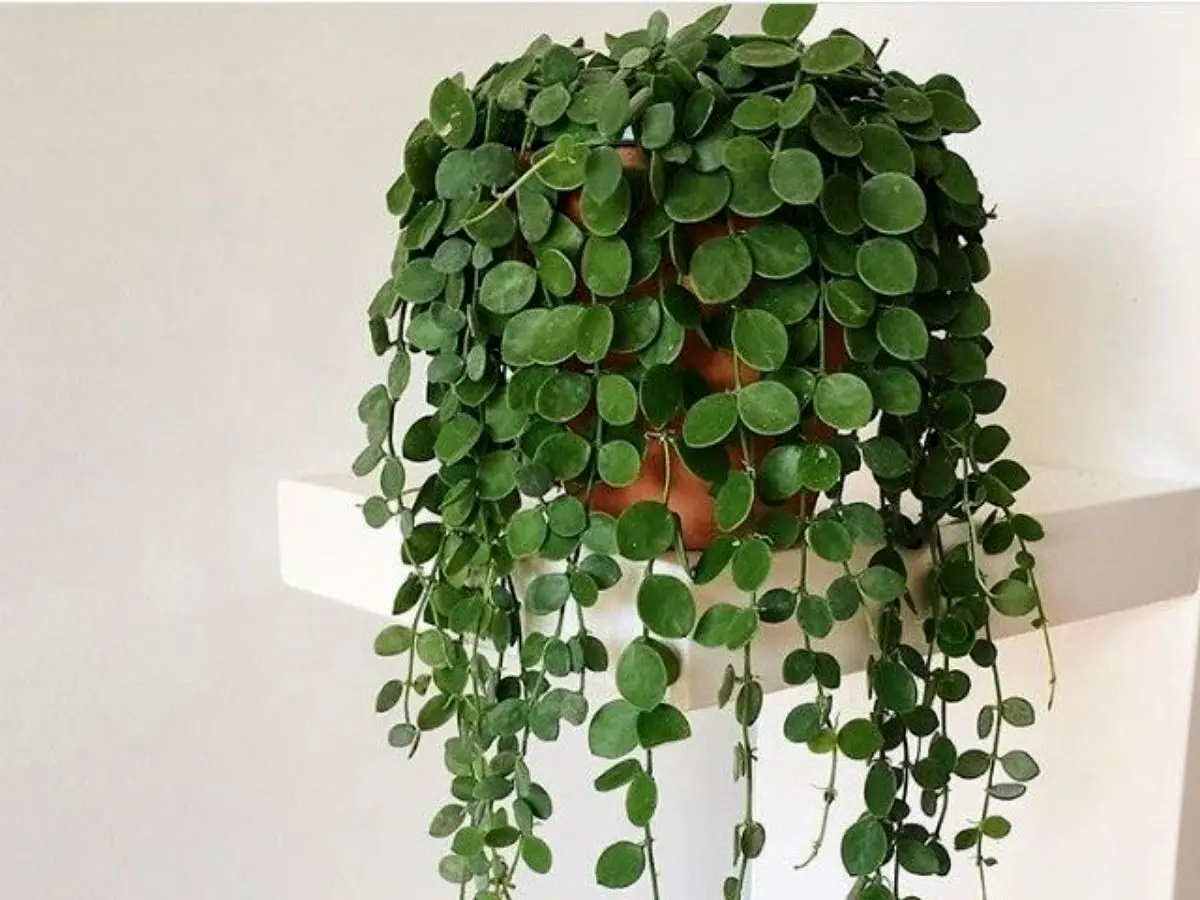 Dischidia-nummularia-suculentavenue