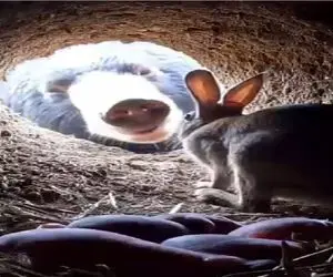 جذابیت حیات وحش؛ خرس بعد خواب زمستونی هجوم برد به لونه خرگوش بچهاش رو بلمبونه