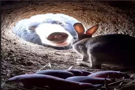 جذابیت حیات وحش؛ خرس بعد خواب زمستونی هجوم برد به لونه خرگوش بچهاش رو بلمبونه