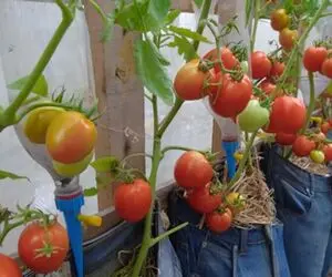 کشاورزی خلاقانه؛ این آقا تو شلوار جین گوجه فرنگی کاشته تماشایی تا نبینی باورت نمیشه