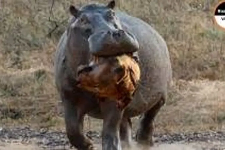 مستند حیات وحش؛ اسب آبی به انتقام سر شیرها را می گیرد