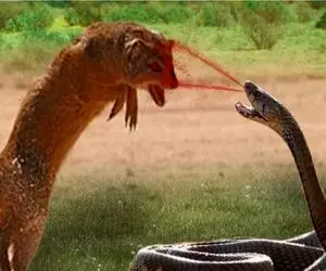 مستند حیات وحش؛ مار و مانگوس عین کرم میلولن تو هم یکی یکی رو جر بده