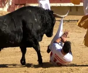 تاخت‌وتازهای خونین؛ گاو سرکش وسط مسابقه با شاخ پای گاوچرونو پاره کرد خون فواره زد