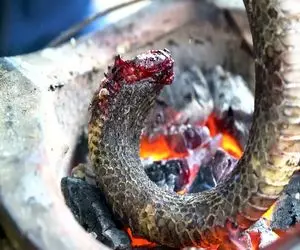 فرآوری مار؛ گوشت مار کبری غول رو با لوله آب درمیاره میذاره رو آتیش سوخاری بشه