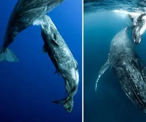 راز بقا؛ لحظات شگفت‌انگیز شیر دادن نهنگ به نوزادش! چطوری شیر توی آب حل نمیشه؟! 