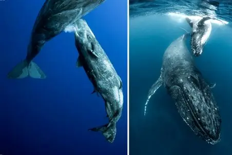 راز بقا؛ لحظات شگفت‌انگیز شیر دادن نهنگ به نوزادش! چطوری شیر توی آب حل نمیشه؟! 