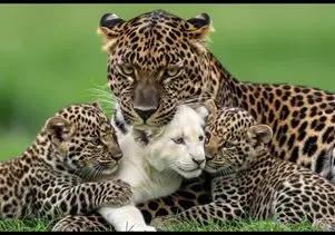 مستند حیات وحش؛ پلنگ های مهربون بچه شیر مادر مرده رو پذیرفتن و شد خانواده شون