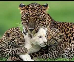 مستند حیات وحش؛ پلنگ های مهربون بچه شیر مادر مرده رو پذیرفتن و شد خانواده شون