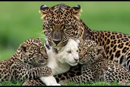 مستند حیات وحش؛ پلنگ های مهربون بچه شیر مادر مرده رو پذیرفتن و شد خانواده شون