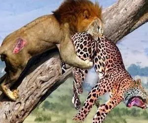 از جذابیت‌های حیات وحش؛ پلنگ و شیر رفتن رو درخت خلوت کنن از شانس بدشون شاخه میشکنه