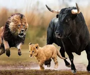 بدایع حیات وحش / این شیر احمقانه محکوم شد! حماسی ترین نبردهای بوفالو علیه شیر