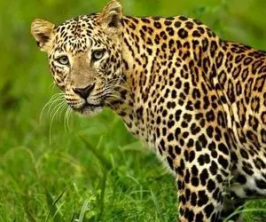 (ویدئو) پلنگی فراری در خیابان های اسلام آباد