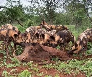 نارام زیان؛ سگ های وحشی سفاک گراز بدبخت رو تا اونجا که جا داشت ریز ریزش کردن