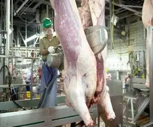 فرآوری گاو؛ زورشون نمیرسید با اره برقی گاو بیچاره‌رو شرحه شرحه کردن 