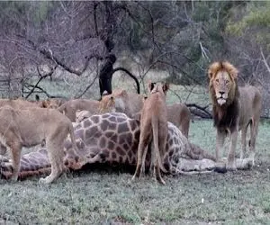 مستند حیات وحش؛ شیر کرکس هارو فراری میده 15 تایی زرافه رو لاشخور کنن