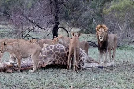 مستند حیات وحش؛ شیر کرکس هارو فراری میده 15 تایی زرافه رو لاشخور کنن