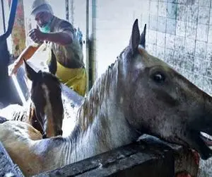 فرآوری اسب؛ اسب اصیل پر محنت بعد اینکه فرتوت شد با چاقو سلاخی شد واسه کالباس