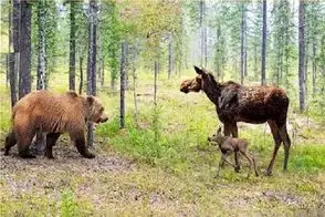 مستند حیات وحش؛ خرش گریزلی ریز و درشت همه رو جر میده