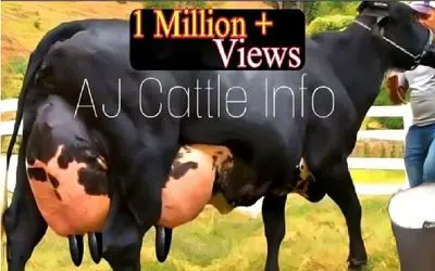 گاوهای باورنکردنی؛ این گاو روزی 130 کیلو شیر میده، صاحبش از کت و کول افتاده!