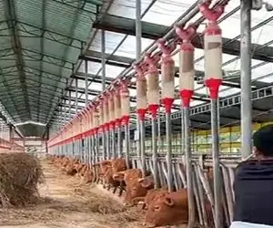 دامداری نوین؛ سیستم غذادادن به گاوا خیلی باحاله جیره بندی لوله ایه هیشکی گشنه نمیمونه
