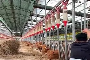 دامداری نوین؛ سیستم غذادادن به گاوا خیلی باحاله جیره بندی لوله ایه هیشکی گشنه نمیمونه