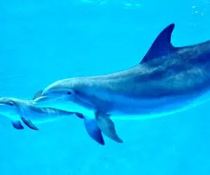 آن روی طبیعت وحشی؛ دلفین‌ها تو اعماق دریا آموزش شعبده بازی میدن و شاگرد تربیت می‌کنن