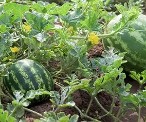 کشاورزی مدرن؛ مینی هندوانه کاشتن هر یه دونش اندازه پرتقال تامسون شده شیرین و آبدار