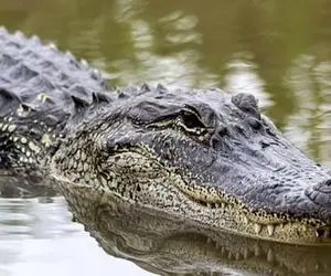 (ویدئو) لحظه عجیب بیرون کشیدن یک انسان از شکم تمساح!