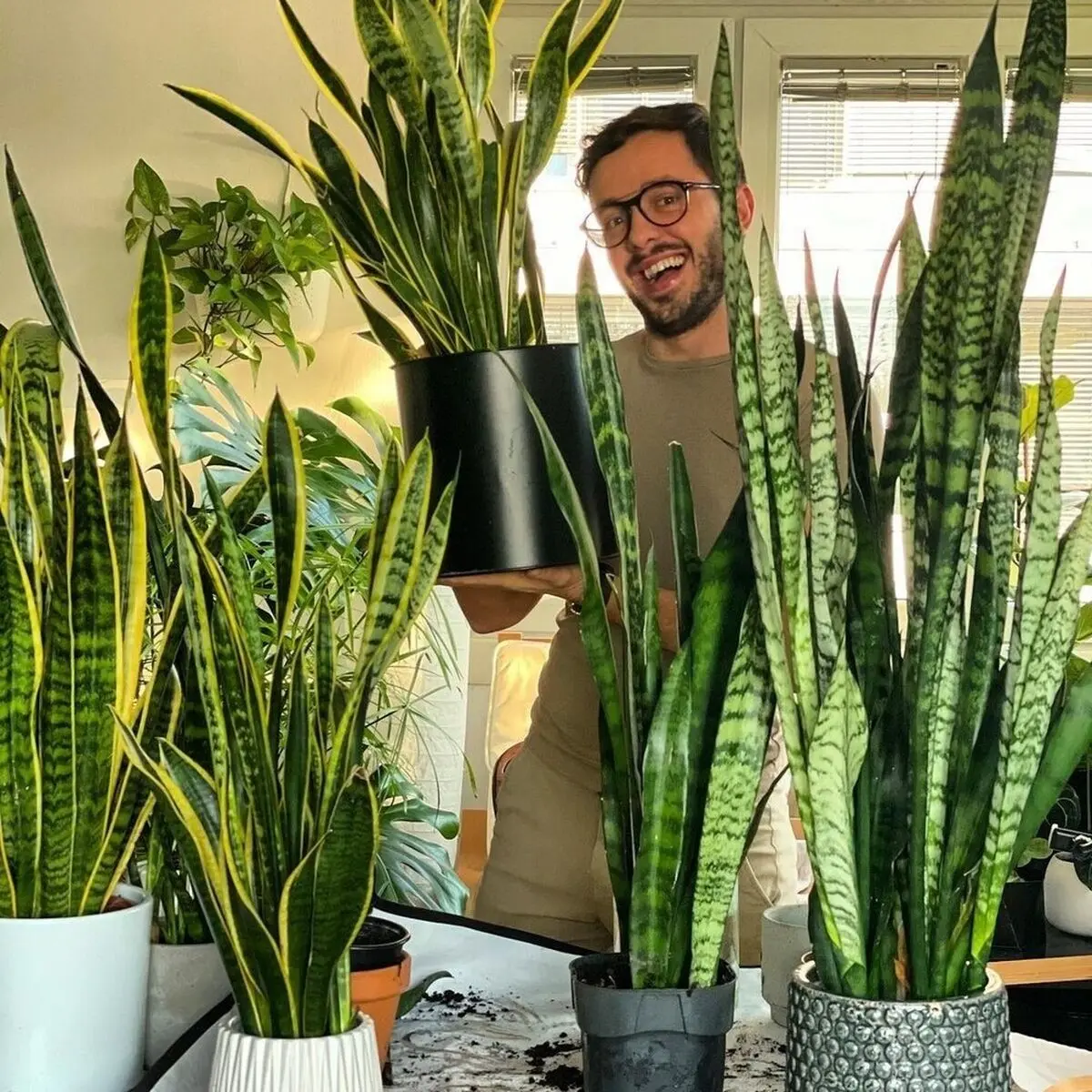 Sansevieria-6