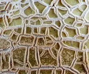 هوش تصویری؛ اگه همه نابغه ها پیشت درس خوندن زیر 1 دقیقه بگو این عکسه چه میوه ای هست؟