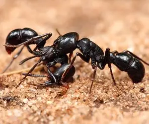 شاهکار حیات وحش؛ مورچه‌هایی که تبدیل به طلای سیاه بازارهای زیرزمینی شدن!