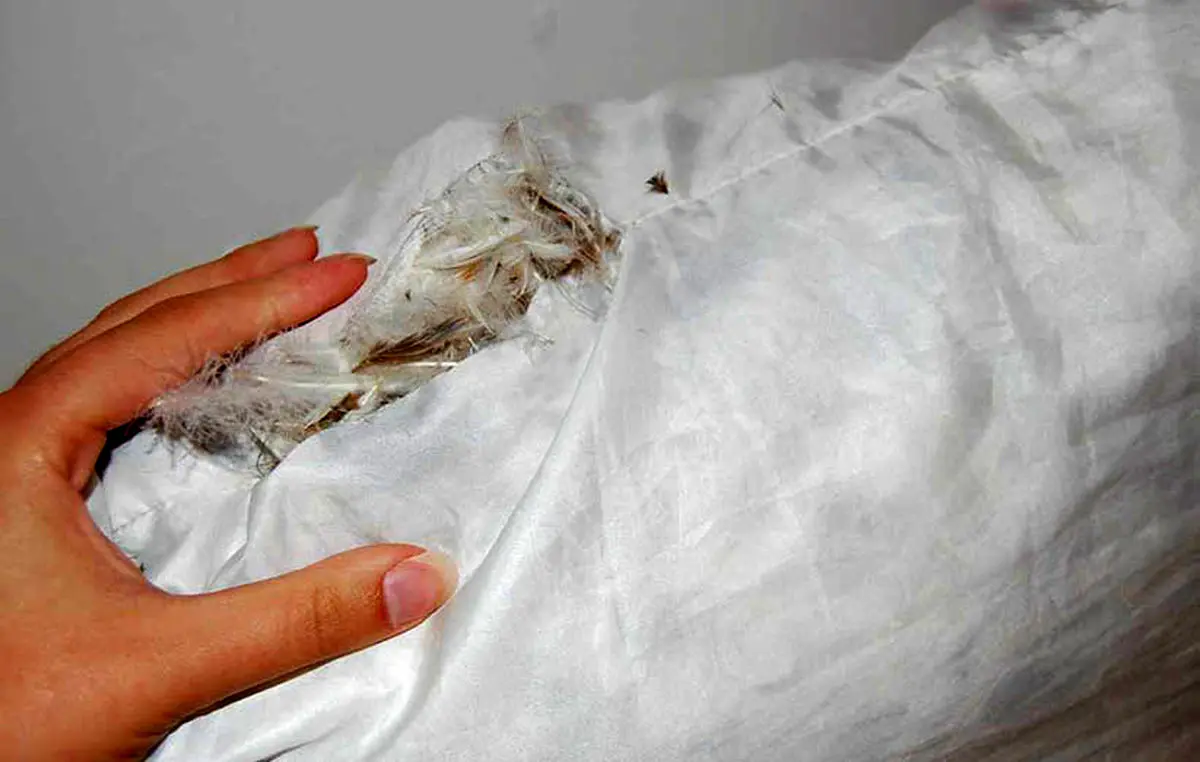 Washing-feather-pillows-02