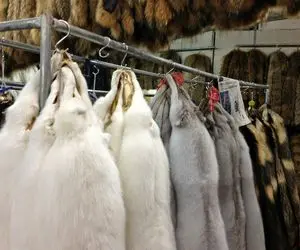 فرآوری راسو؛ راسو خوش رنگو زنده میفرستن تو لوله دستگاه پوستش در میاد میشه خز 