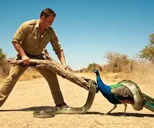 حیات وحش مصنوعی؛ تلاش مرد خوش اندام برای نجات طاووس خوشگل از چنگ مارهای مخوف