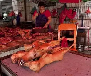 کباب سگ / سر سگ ناز نازیو از قفا برید واسه طبخ کله پاچه با گوشتش چنجه زد