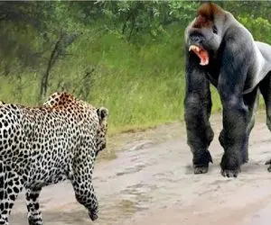 مستند حیات وحش / یوزپلنگ قادر است به تنهایی هر حیوانی را در لحظه منفجر کند