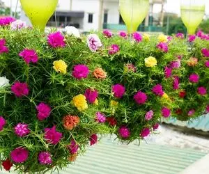 ایده های خلاقانه؛ بطری های پلاستیکی آب معدنی رو سوراخ کردن باهاش توپ گل ساختن 